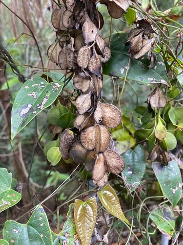 Dioscorea transversa (Long yam) — photo