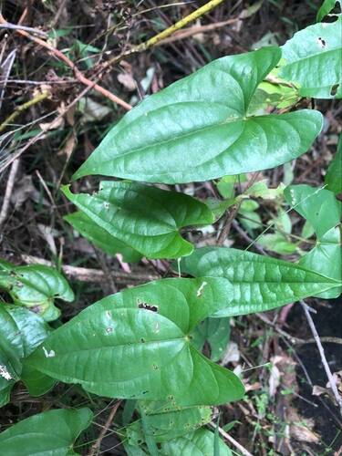Dioscorea transversa