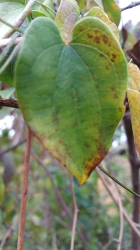 Dioscorea trichantha — photo
