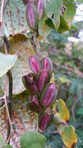 Dioscorea trichantha