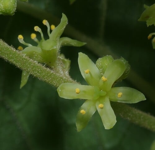 Dioscorea trifida (Sweet yam) — photo