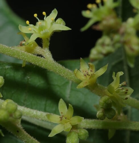 Dioscorea trifida (Sweet yam) — photo