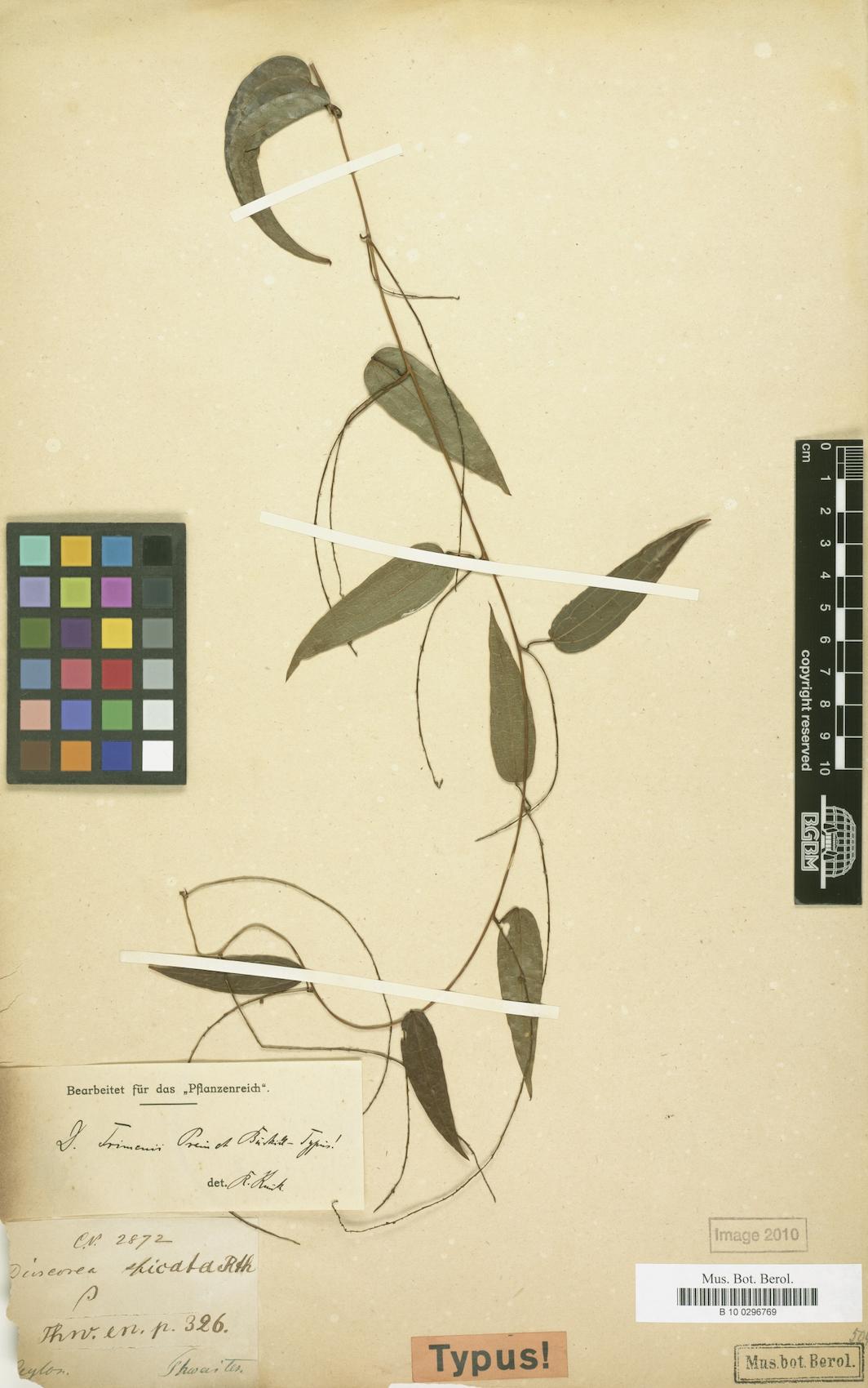 Dioscorea trimenii