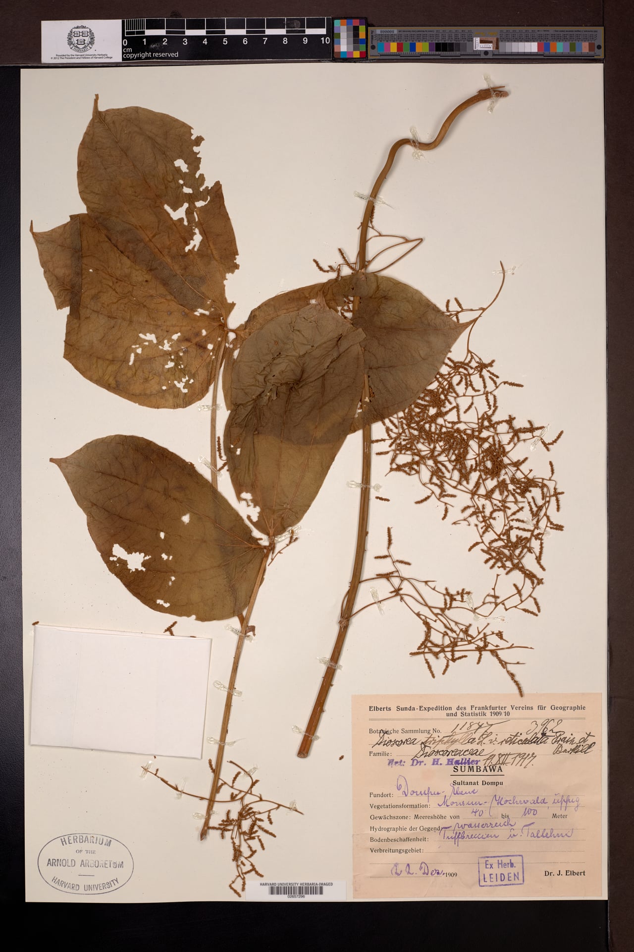 Dioscorea triphylla — photo