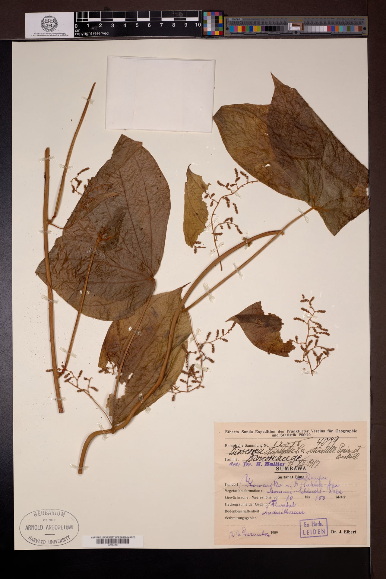 Dioscorea triphylla