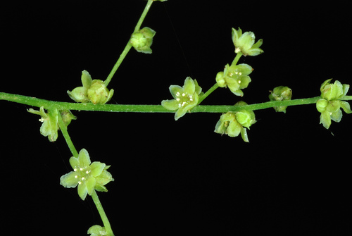 Dioscorea villosa (Devil's bones) — photo
