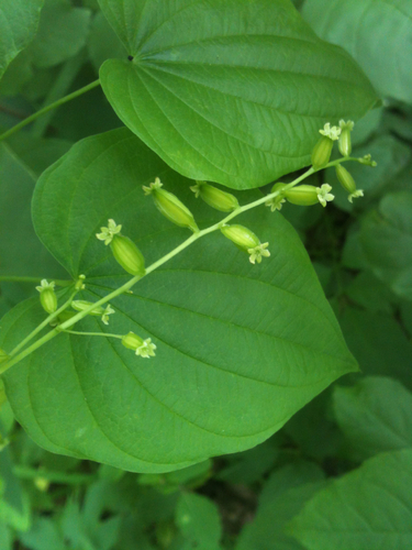 Dioscorea villosa (Devil's bones) — photo