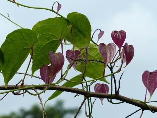 Dioscorea wallichii — photo