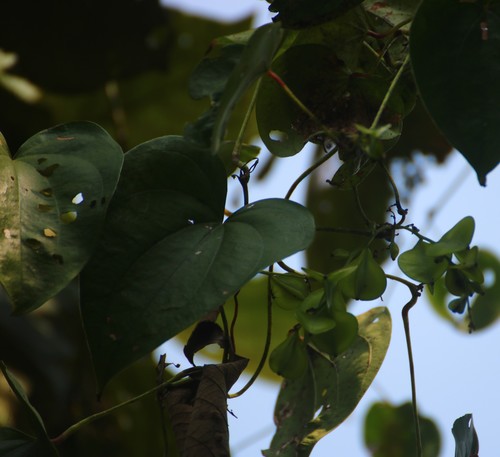Dioscorea wallichii