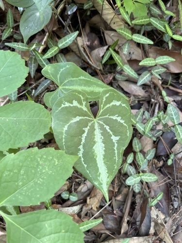 Dioscorea zingiberensis