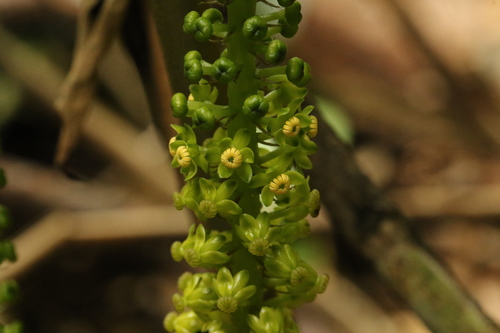Dioscoreophyllum cumminsii (Serendipity berry) — photo