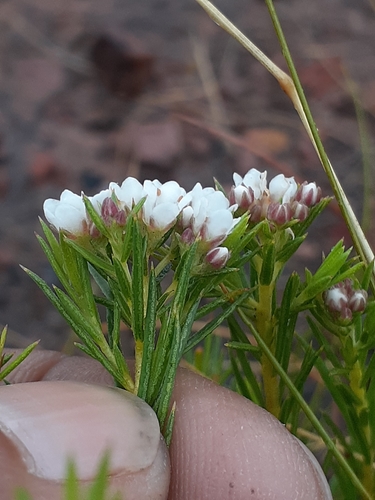 Diosma hirsuta (Iris) — photo