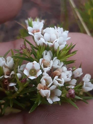 Diosma hirsuta (Iris) — photo