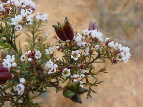 Diosma hirsuta
