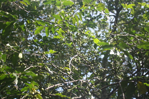 Diospyros abyssinica (Giant diospyros) — photo
