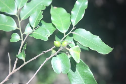 Diospyros abyssinica