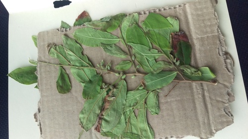 Diospyros acapulcensis subsp. verae-crucis — photo