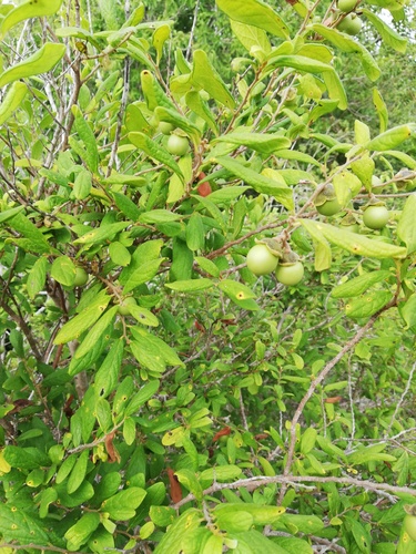 Diospyros acapulcensis subsp. verae-crucis — photo