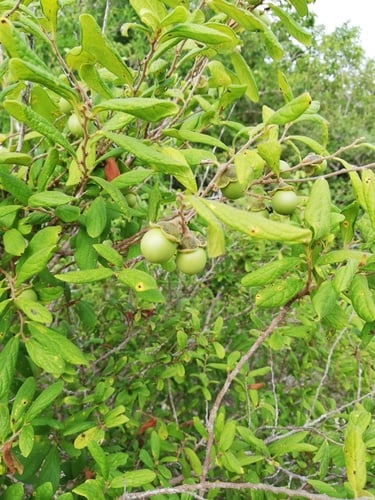 Diospyros acapulcensis subsp. verae-crucis