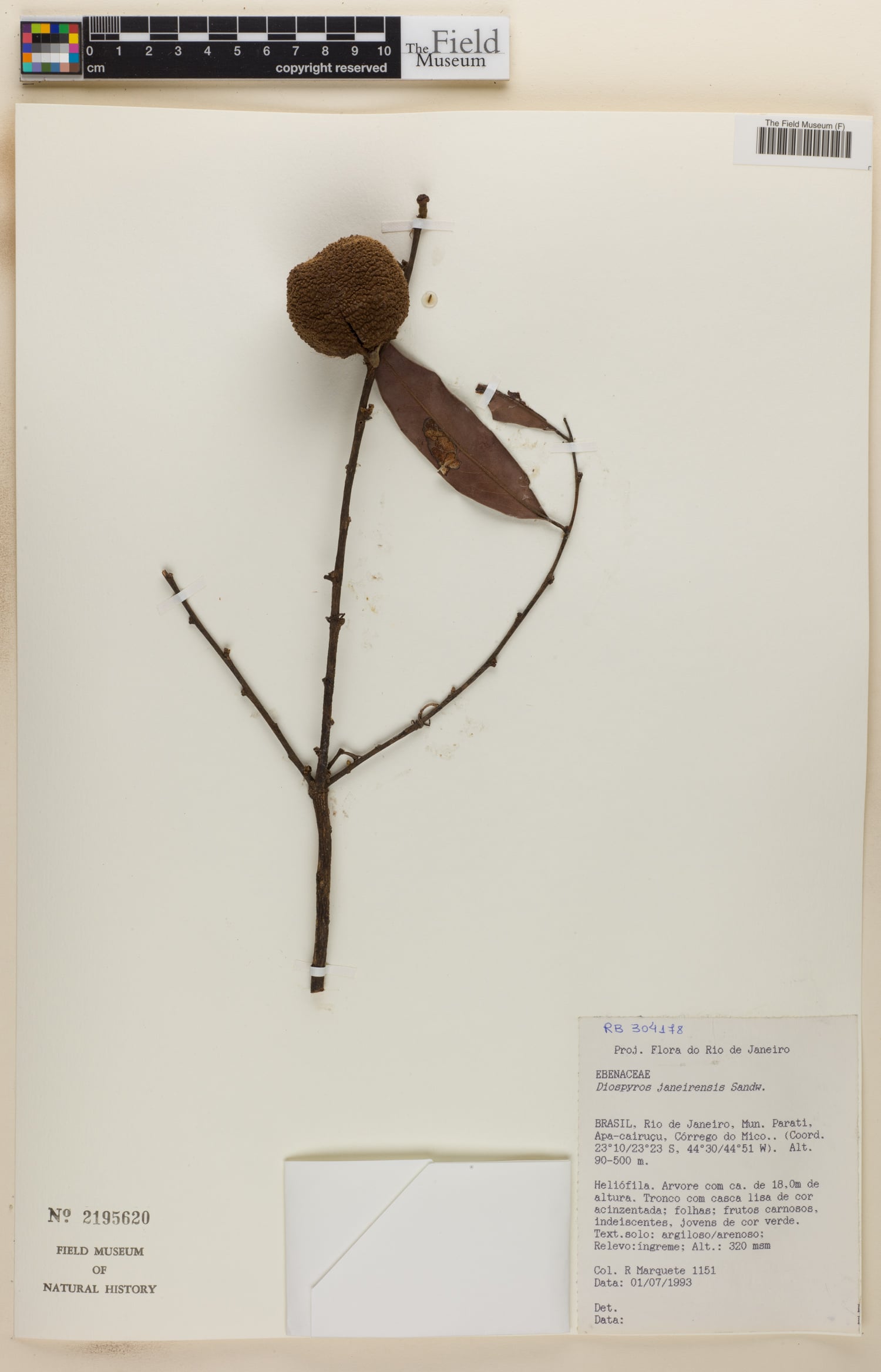 Diospyros apeibocarpos (Apeiba) — photo