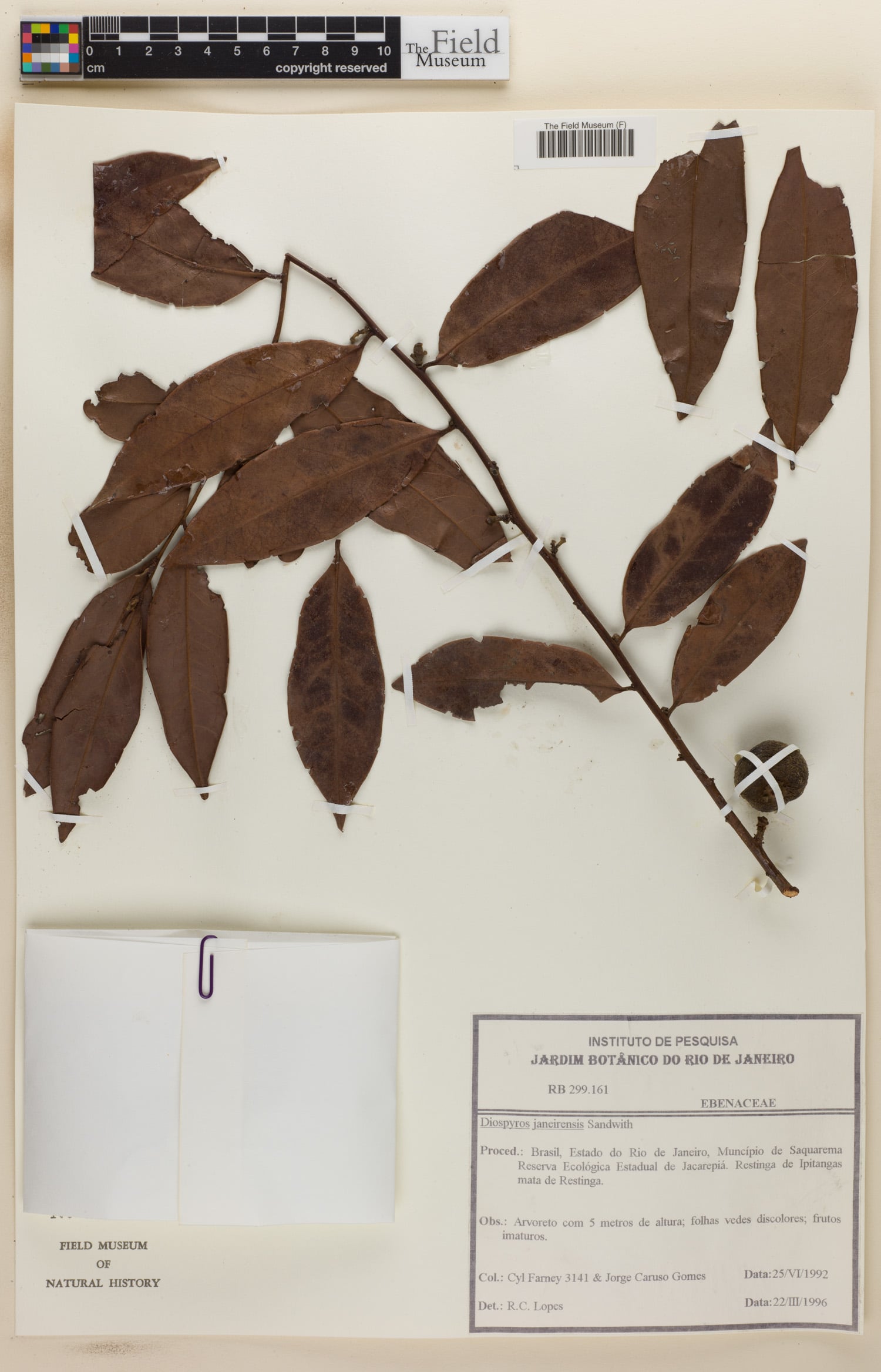 Diospyros apeibocarpos (Apeiba) — photo