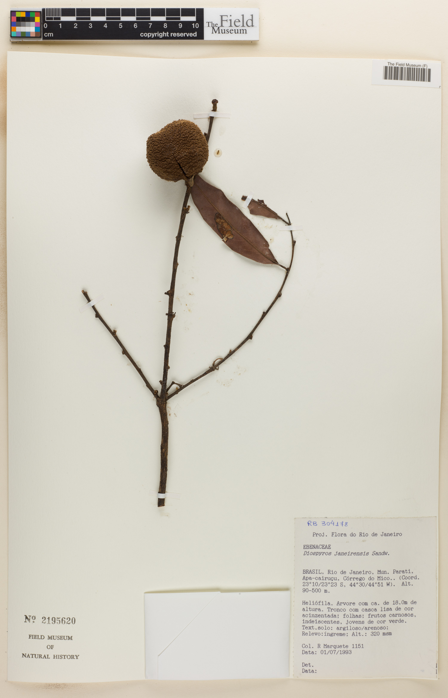Diospyros apeibocarpos