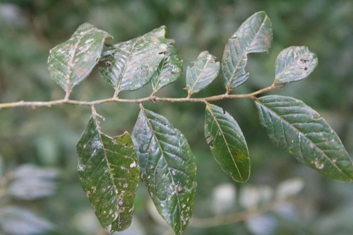 Diospyros artanthifolia (Pepperleaf persimmon) — photo