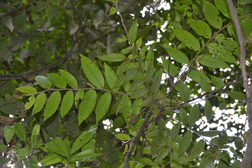 Diospyros artanthifolia (Pepperleaf persimmon) — photo