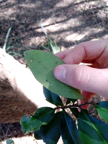 Diospyros australis (Black plum) — photo