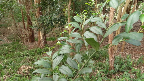 Diospyros australis (Black plum) — photo