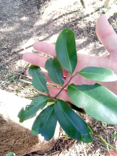 Diospyros australis