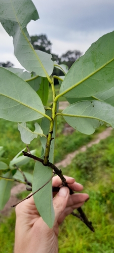 Diospyros batocana (Sand jackal tree) — photo