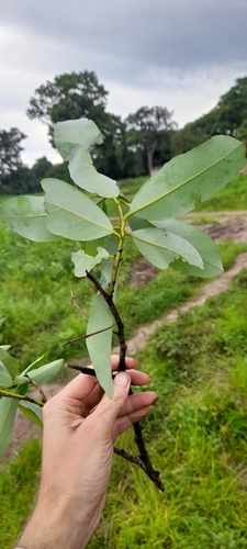 Diospyros batocana