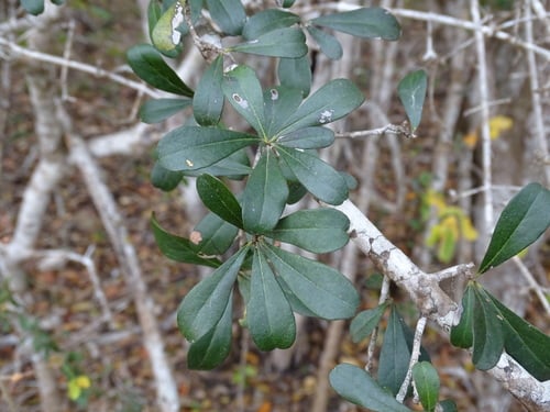 Diospyros bumelioides