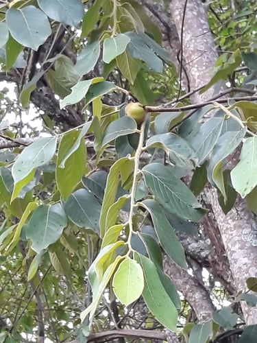 Diospyros burchellii