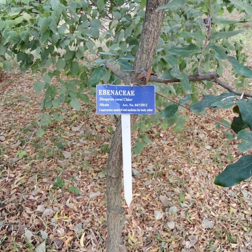 Diospyros bussei