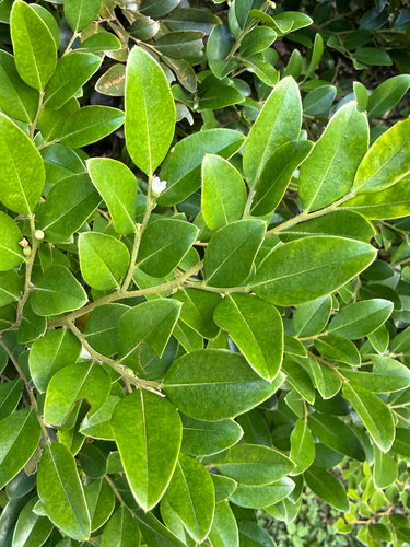 Diospyros buxifolia (Peacock ebony tree) — photo