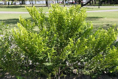 Diospyros buxifolia