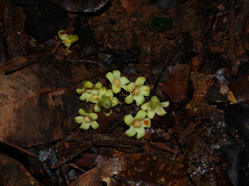 Diospyros capreifolia