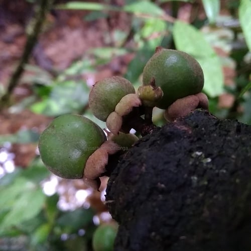 Diospyros cauliflora (Cauliflorous ebony tree) — photo