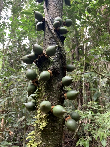Diospyros cauliflora