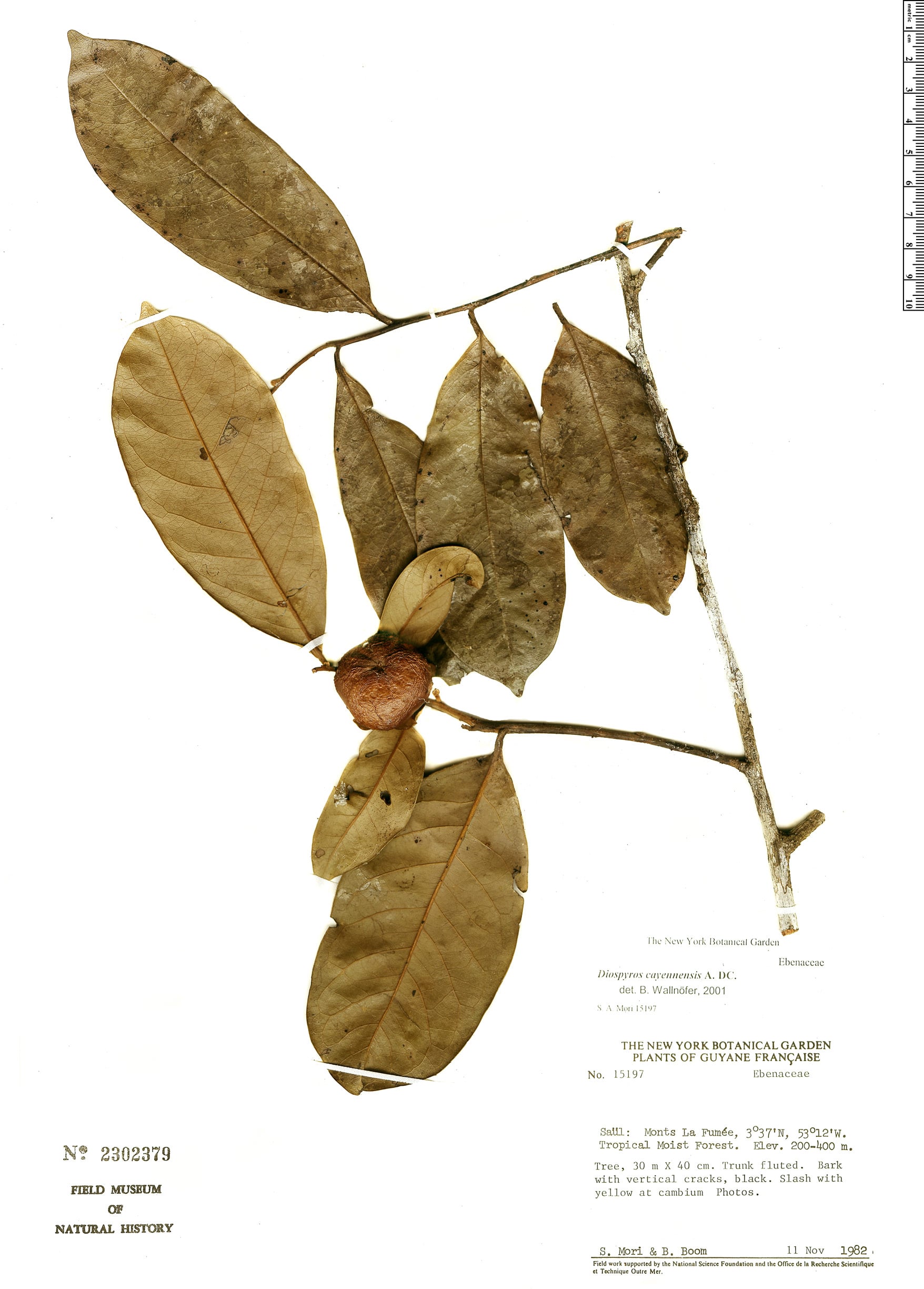 Diospyros cayennensis