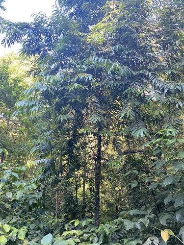 Diospyros celebica (Makassar ebony) — photo