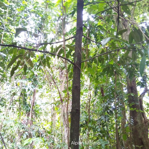 Diospyros celebica (Makassar ebony) — photo