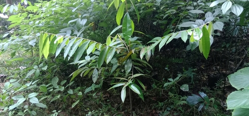 Diospyros celebica