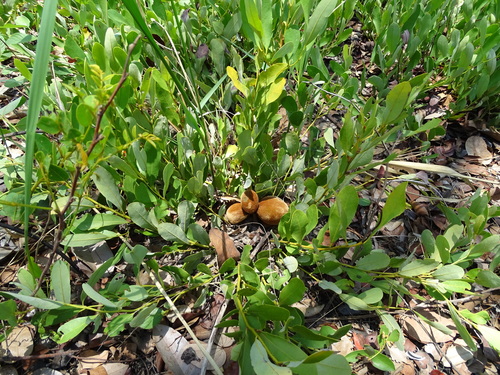 Diospyros chamaethamnus (Sand apple) — photo