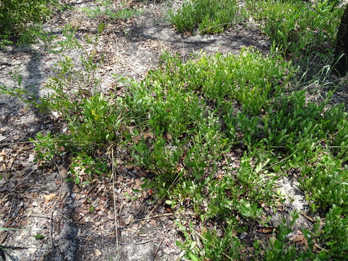 Diospyros chamaethamnus (Sand apple) — photo