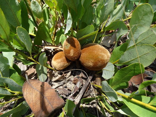 Diospyros chamaethamnus