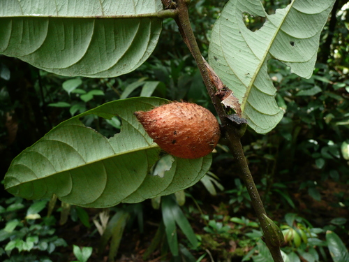 Diospyros chevalieri — photo