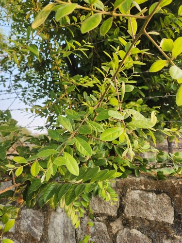 Diospyros chloroxylon (Green ebony persimmon) — photo